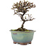 Cotoneaster horizontaleis, 14,5 cm, ± 5 jaar oud