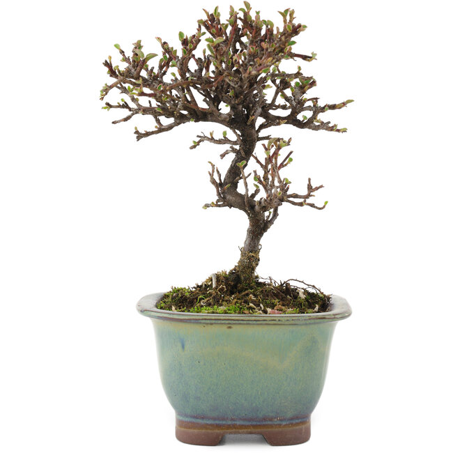 Cotoneaster orizzontalis, 14,5 cm, ± 5 anni