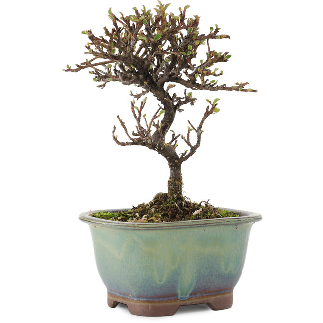 Cotoneaster horizontalis, 14,5 cm, ± 5 Jahre alt