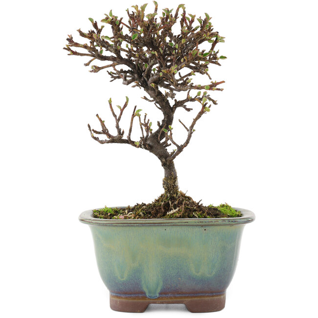 Cotoneaster horizontalis, 14,5 cm, ± 5 ans