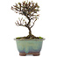 Cotoneaster horizontaleis, 14,5 cm, ± 5 jaar oud