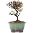 Cotoneaster horizontaleis, 14,5 cm, ± 5 jaar oud