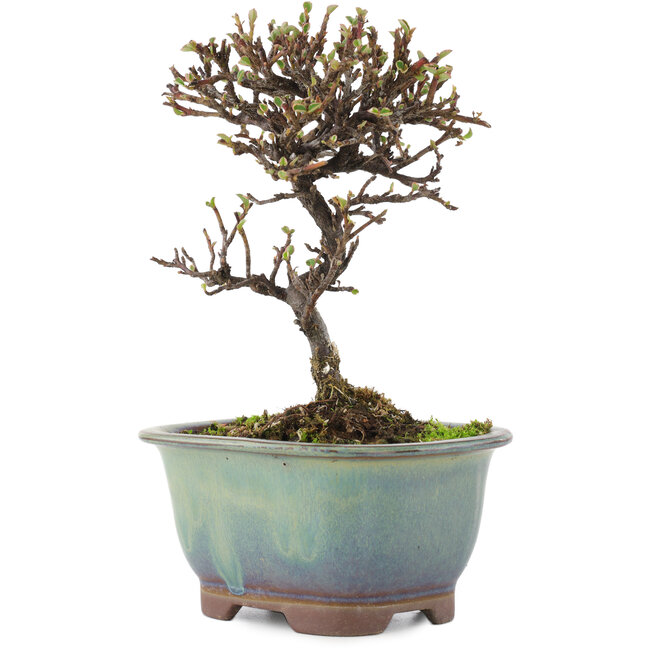 Cotoneaster orizzontalis, 14,5 cm, ± 5 anni