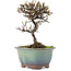 Cotoneaster horizontaleis, 14,5 cm, ± 5 jaar oud