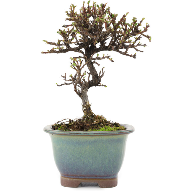 Cotoneaster horizontalis, 14,5 cm, ± 5 ans