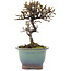 Cotoneaster horizontaleis, 14,5 cm, ± 5 jaar oud