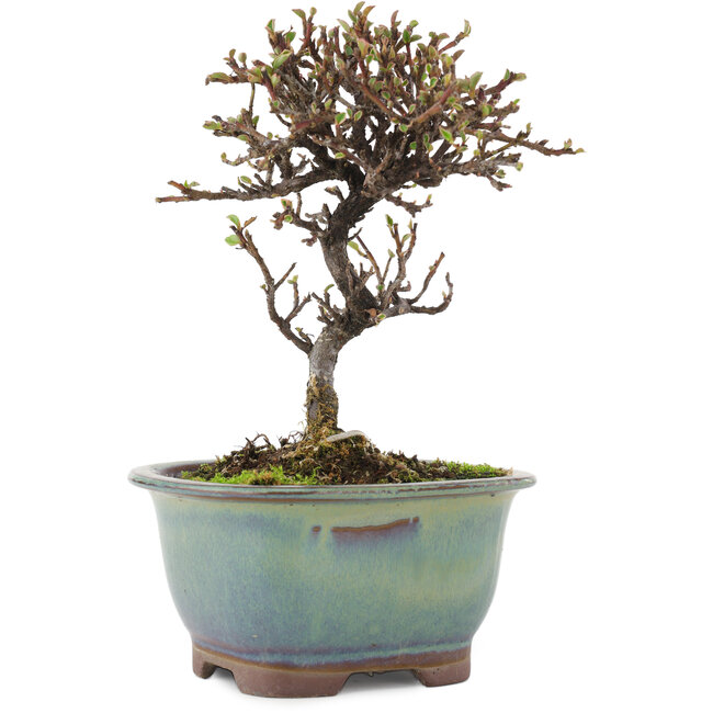 Cotoneaster horizontalis, 14,5 cm, ± 5 años