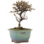 Cotoneaster horizontaleis, 14,5 cm, ± 5 jaar oud