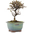 Cotoneaster horizontalis, 14,5 cm, ± 5 years old
