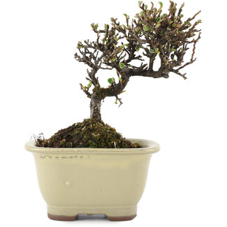 Cotoneaster horizontalis, 12,5 cm, ± 5 años