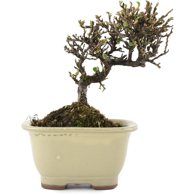 Cotoneaster horizontaleis, 12,5 cm, ± 5 jaar oud