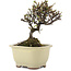 Cotoneaster horizontaleis, 12,5 cm, ± 5 jaar oud