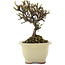 Cotoneaster horizontaleis, 12,5 cm, ± 5 jaar oud