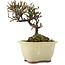 Cotoneaster horizontaleis, 12,5 cm, ± 5 jaar oud