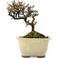 Cotoneaster horizontaleis, 12,5 cm, ± 5 jaar oud