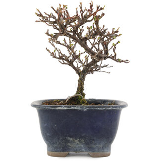 Cotoneaster horizontaleis, 14 cm, ± 5 jaar oud