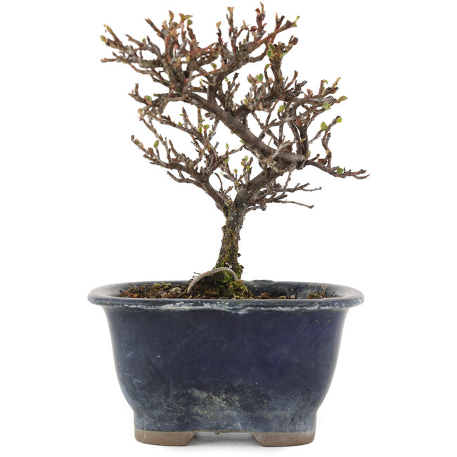 Cotoneaster horizontaleis, 14 cm, ± 5 jaar oud