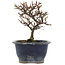 Cotoneaster horizontaleis, 14 cm, ± 5 jaar oud