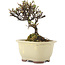 Cotoneaster horizontaleis, 12,5 cm, ± 5 jaar oud