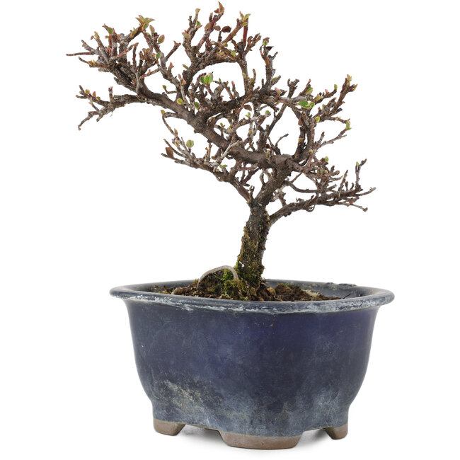 Cotoneaster orizzontalis, 14 cm, ± 5 anni