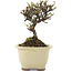 Cotoneaster horizontalis, 12,5 cm, ± 5 años