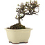 Cotoneaster horizontaleis, 12,5 cm, ± 5 jaar oud