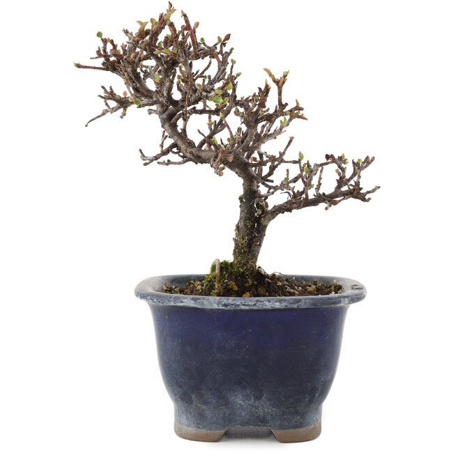 Cotoneaster horizontalis, 14 cm, ± 5 ans