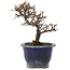 Cotoneaster horizontalis, 14 cm, ± 5 ans