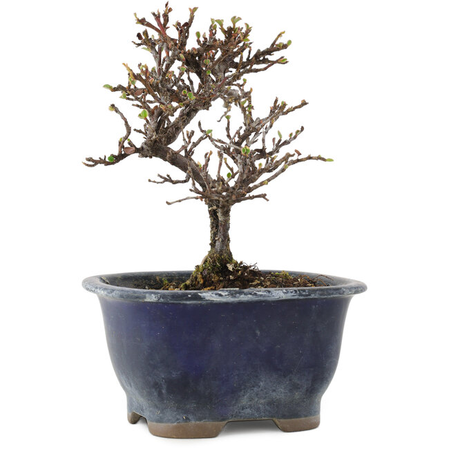 Cotoneaster orizzontalis, 14 cm, ± 5 anni