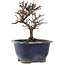 Cotoneaster horizontaleis, 14 cm, ± 5 jaar oud