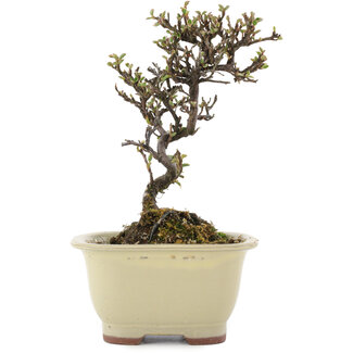 Cotoneaster horizontalis, 15 cm, ± 5 Jahre alt