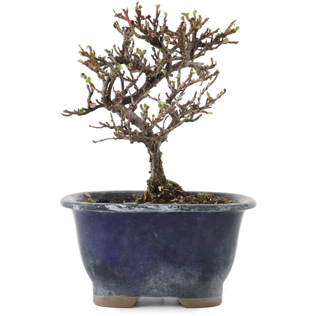 Cotoneaster horizontalis, 14 cm, ± 5 ans