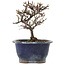 Cotoneaster horizontalis, 14 cm, ± 5 years old