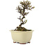 Cotoneaster horizontaleis, 15 cm, ± 5 jaar oud