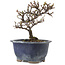 Cotoneaster horizontaleis, 14 cm, ± 5 jaar oud