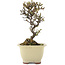 Cotoneaster horizontalis, 15 cm, ± 5 Jahre alt