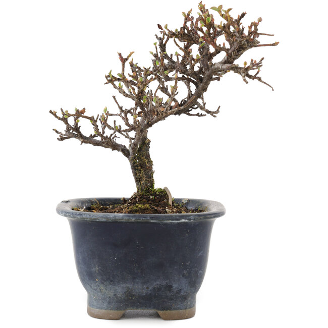 Cotoneaster horizontalis, 14 cm, ± 5 ans