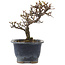 Cotoneaster horizontalis, 14 cm, ± 5 years old