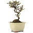 Cotoneaster horizontaleis, 15 cm, ± 5 jaar oud