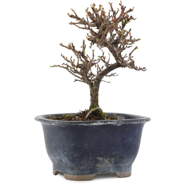 Cotoneaster horizontalis, 14 cm, ± 5 Jahre alt