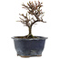 Cotoneaster horizontaleis, 14 cm, ± 5 jaar oud