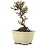 Cotoneaster horizontaleis, 15 cm, ± 5 jaar oud