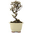 Cotoneaster horizontaleis, 15 cm, ± 5 jaar oud