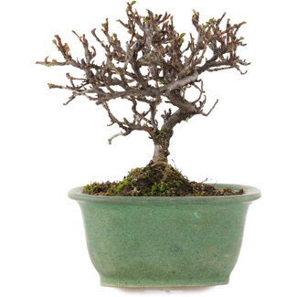 Cotoneaster horizontalis, 11,5 cm, ± 5 años