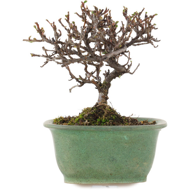 Cotoneaster horizontaleis, 11,5 cm, ± 5 jaar oud