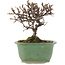 Cotoneaster horizontalis, 11,5 cm, ± 5 Jahre alt