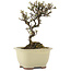 Cotoneaster horizontaleis, 15 cm, ± 5 jaar oud