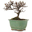 Cotoneaster horizontaleis, 11,5 cm, ± 5 jaar oud