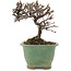 Cotoneaster horizontalis, 11,5 cm, ± 5 Jahre alt