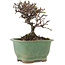 Cotoneaster horizontalis, 11,5 cm, ± 5 Jahre alt